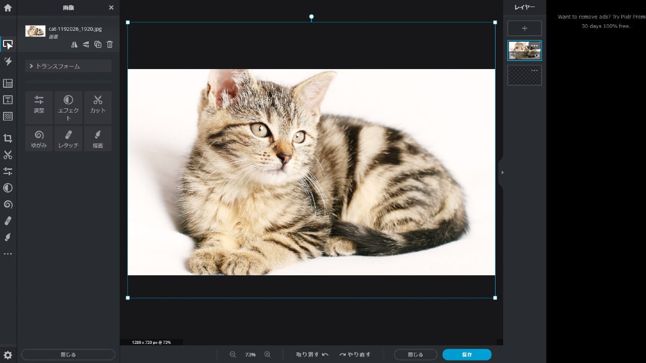Pixlr で子猫の画像を編集しているところ